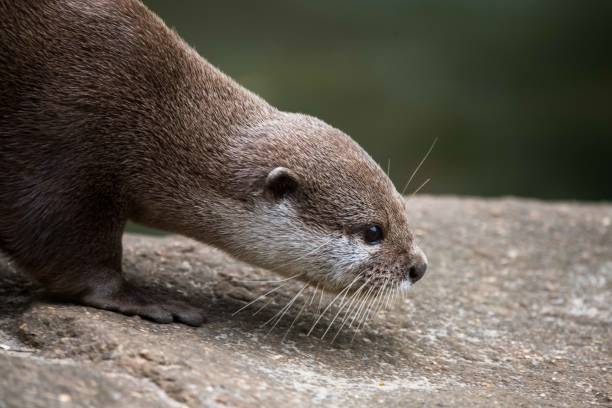 istock Eurasian Otter smelling the ground 1420840778