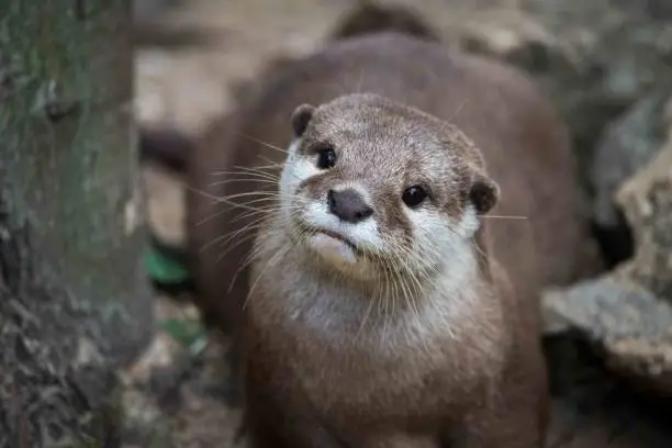 Curious Eurasian Otter