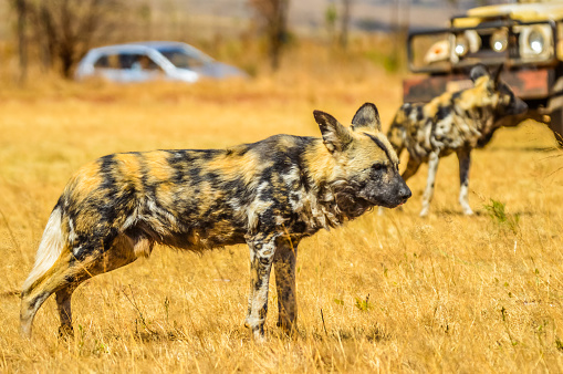 Portrait of African wild painted dog or Lycaon Pictus taken during a safari in a nature reserve in South Africa