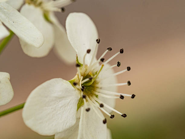close up of spring blossom