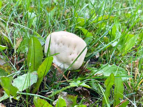 two white mushrooms in the fresh green grass
