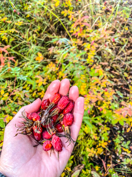 istock Harvesting Rose Hips in Alaska 1420849252