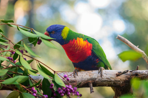 istock Rainbow lorikeet eating berries close-up. 1420851754