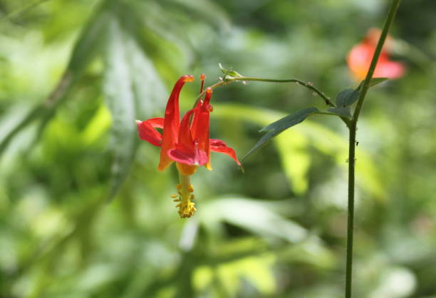 istock Red and yellow Columbine 1420852602