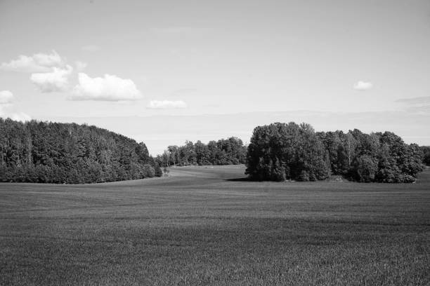 istock Scenic view of field during summer 1420854675