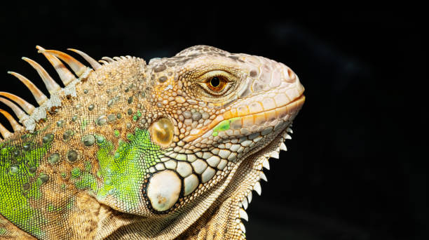 istock lizard, animal, green lizard with blur background 1420854755