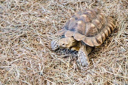 Turtle on straw from high angle view