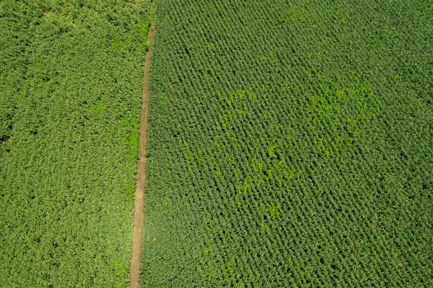 istock high angle view of farm, grow plants, nice landscape 1420855850