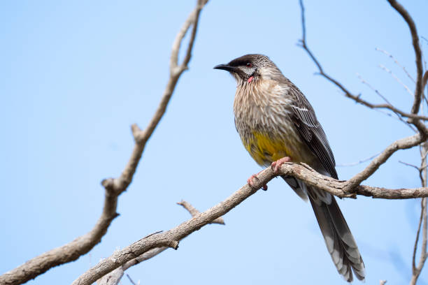 istock Red Wattlebird Perth Western Australia 1420856600