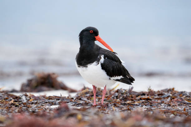 Pied Oystercatcher water bird at Rottnest Island Perth Western Australia stock photo