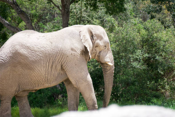 istock A lonely elephant walking in the zoo. 1420857766