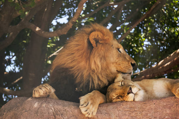 istock A romantic scene, with a lion resting his head gently on a lioness 1420857790