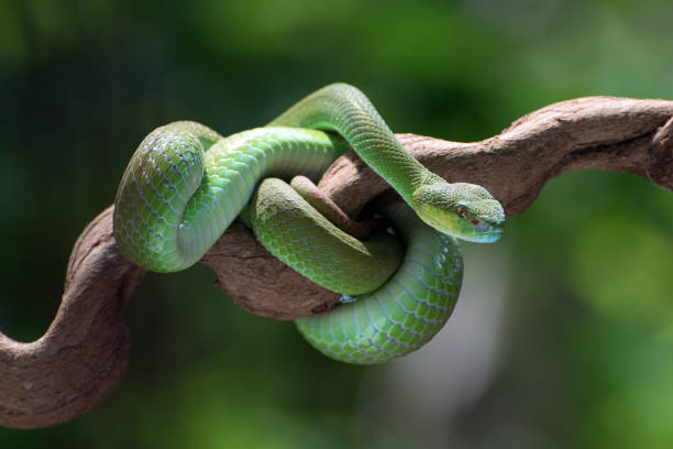istock White-lipped island pit viper in dark background 1420858653