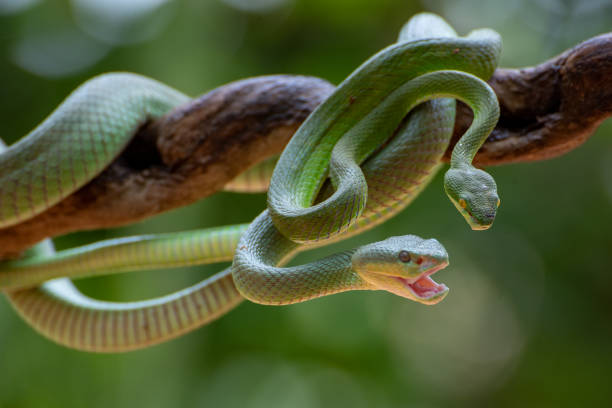 istock White-lipped island pit viper in dark background 1420859734