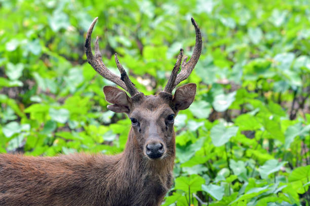 Male sambar deer with their pack stock photo