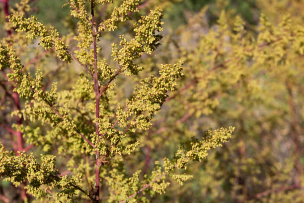 istock wild artemisia annua plants in the mountains 1420862019