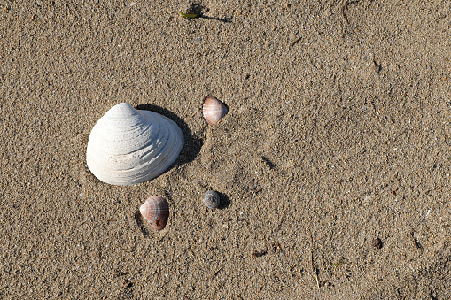 Seashell shells on the seas sand. Vacation on the seashore.