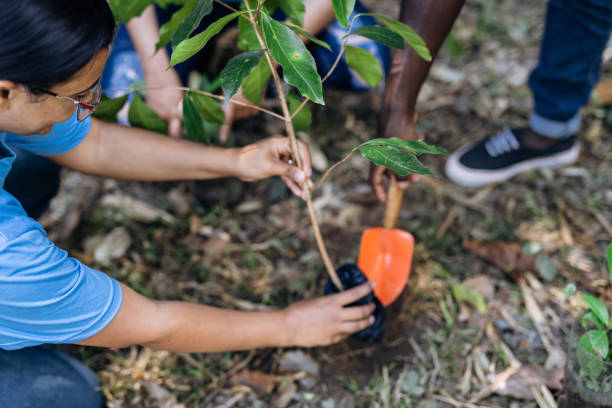 Volunteers planting a tree in the natural park Volunteers planting a tree in the natural park ecologist stock pictures, royalty-free photos & images