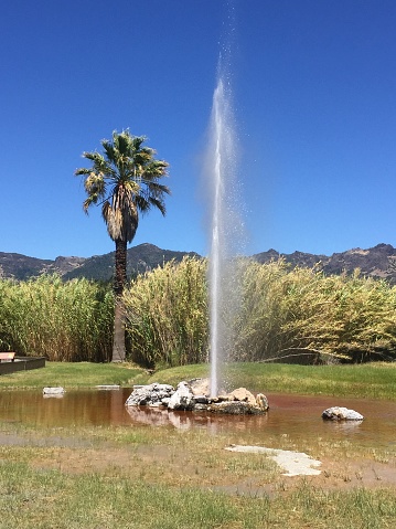 Geyser, Old Faithful, Palm Tree, Mountain Range