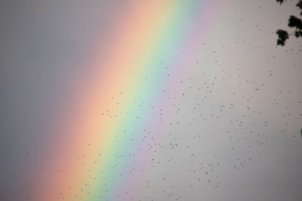 Unaltered photograph of a flock of birds flying in front of a rainbow after a storm.