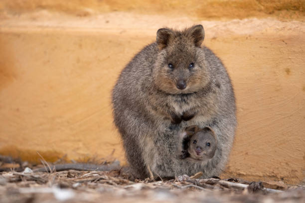 quokka el animal más feliz del planeta rottnest island western australia - marsupial fotografías e imágenes de stock