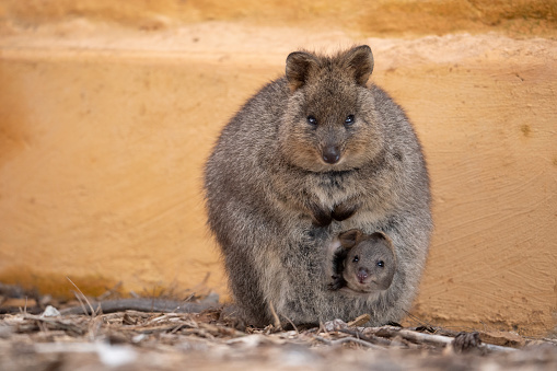 Portrait of Red-necked wallaby on meadow. In the background is another one who is just eating.