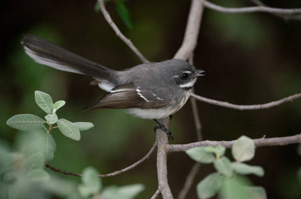 istock Grey Fantail bird in wild 1420867952