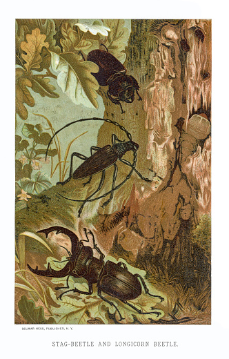 Chromolithograph of stage beetle and longhorn beetle beneath a tree. Printed by L. Prang & Co. Published in 1885.