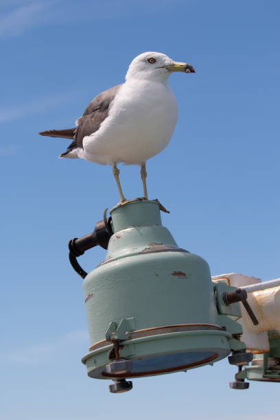 istock Seagull standing on an industrial lamp 1420876560