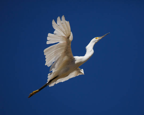 istock Snowy Egret Flying Up 1420884383