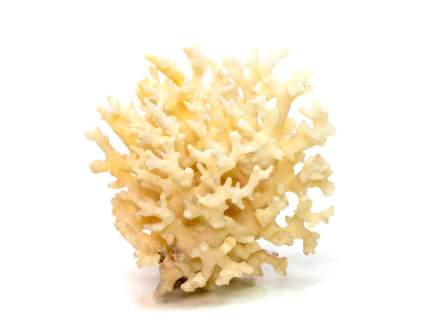 istock Image of dead white coral cubes on a white background. Undersea Animals. 1420885163