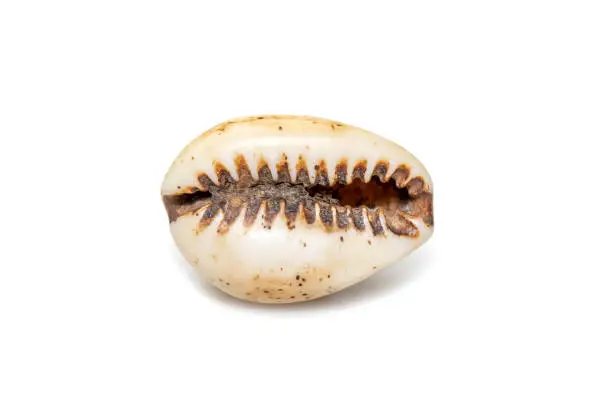 Photo of Luria isabella, common names Isabel's cowry, Isabella cowry or fawn-coloured cowry, is a species of sea snail, a cowry, a marine gastropod mollusk in the family Cypraeidae, the cowries isolated on white background. Undersea Animals. Sea Shells.