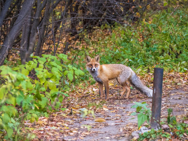 istock The red fox Vulpes vulpes walks along a path in the forest. 1420886201