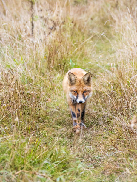 istock The red fox Vulpes vulpes walks along a path in the forest. 1420886206