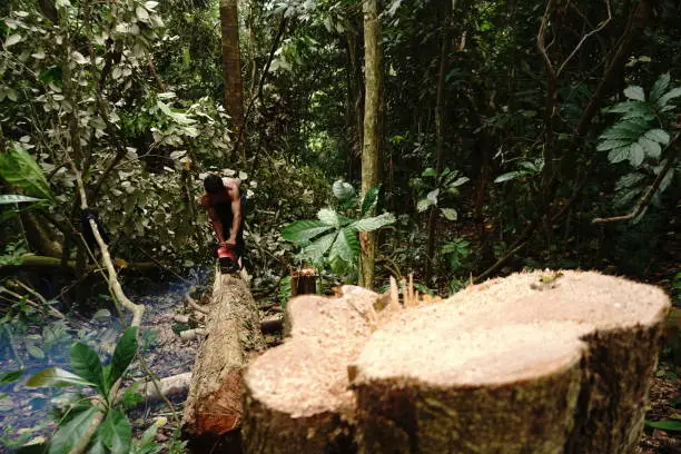 a carpenter cuts and splits wood in Aceh's Ulu Masen ecosystem illegally for sale on April 15, 2022