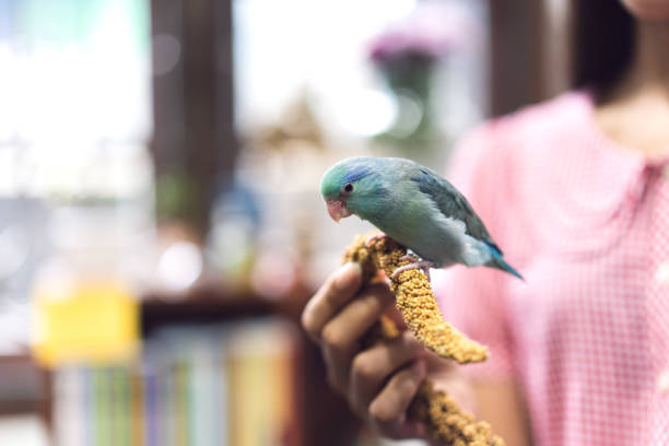 istock Blue tiny Forpus parrot bird playing friendly with woman 1420888322