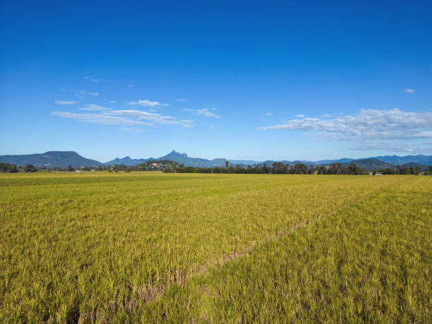 Hot air balloon flying over a sugar cane field