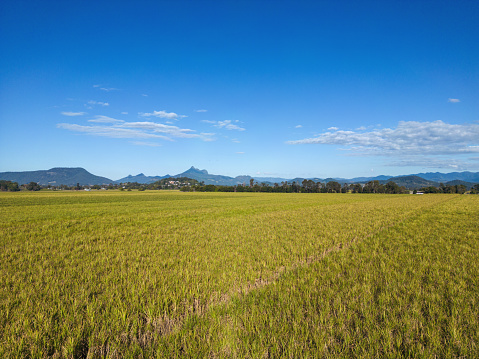 View of sugar cane fields near Murwillumbah, New South Wales