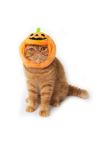 istock Scottish fold cat wearing pumpkin hat for Halloween celebration. 1420890911