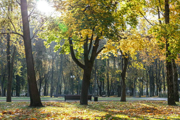 istock pathway in the bright autumn park with colorful deciduous trees 1420891113
