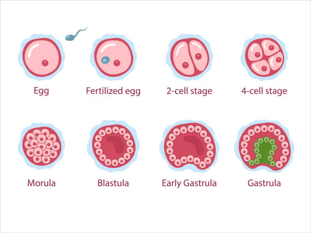 The stages of segmentation of a fertilized ovum The stages of segmentation of a fertilized ovum. Human embryonic development.
Zygote, 2-cell, morula, blastula, gastrula. Vector medical illustration. fertilized egg stock illustrations