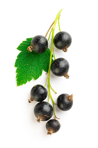 branch of fresh blackcurrant with green leaves on a white background
