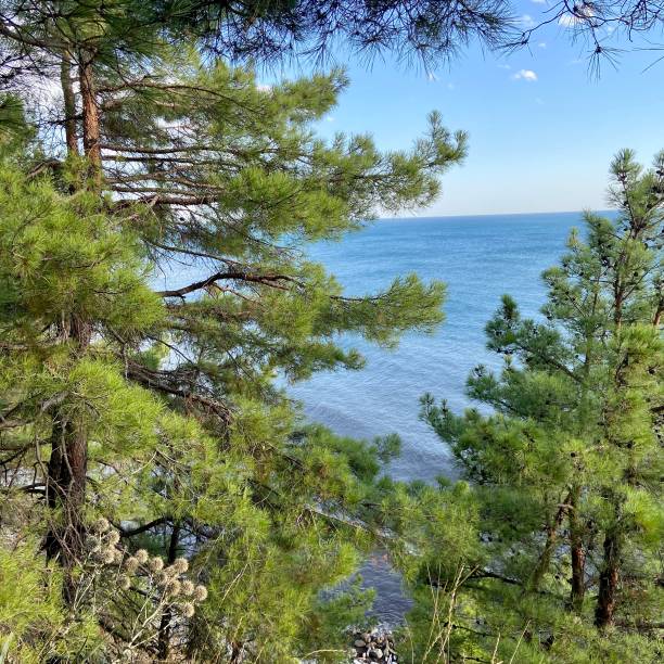 istock Rock with growing pines on the Black Sea coast 1420896345