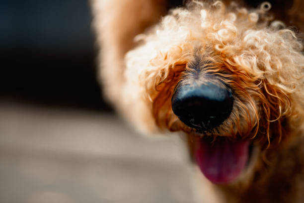 istock Big royal poodle walking in the path with his owner 1420900442