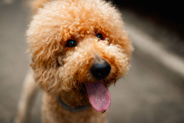 istock Big royal poodle walking in the path with his owner 1420900449