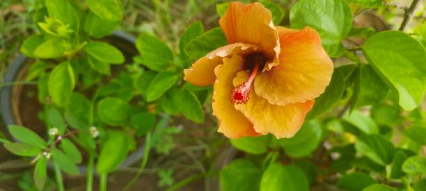 istock beautiful yellow hibiscus flower 1420900866