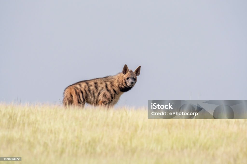 Striped hyena, Hyaena hyaena, Satara, Maharashtra, India Animal Stock Photo