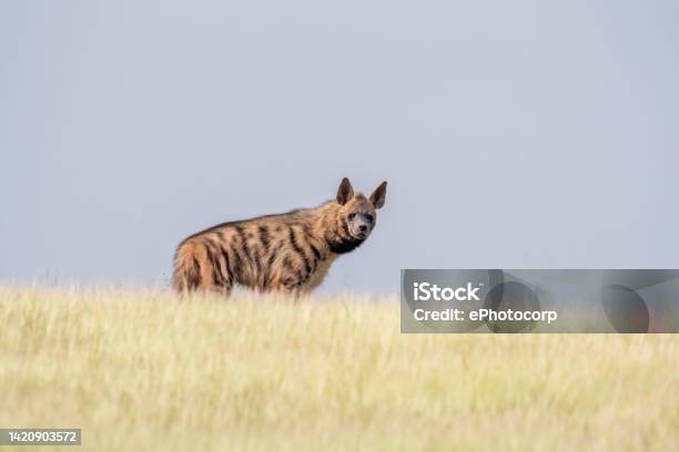 Striped Hyena Hyaena Hyaena Satara Maharashtra India Stock Photo - Download Image Now