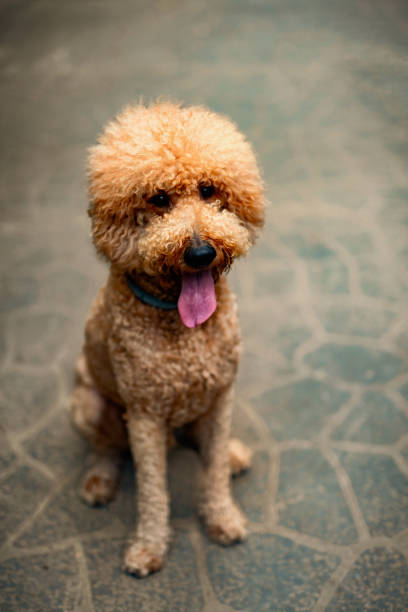 istock Big royal poodle walking in the path with his owner 1420903673