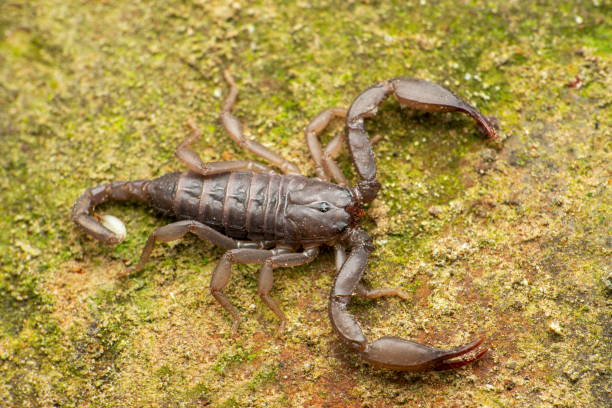 istock Recently described Phaltans scorpion, Neoscorpiops phaltanensis, Satara, Maharashtra, India 1420903681